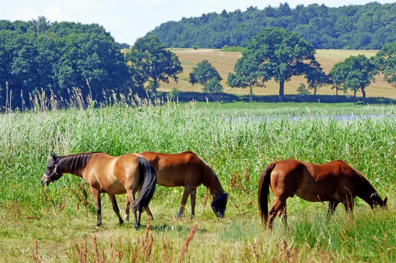 Selliner Ferienwohnungen Экстерьер фото
